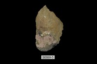 藏品(馬鞍障泥蛤(扁平蚶蛤))的圖片